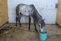 İzmir'de skandal: Günlerce aç bırakıldılar, TJK açıklama yaptı!