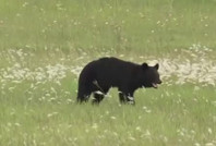 Ayı saldırısı sanıldı, oğlu öldürdü