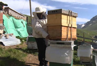 Son 50 yılın en yüksek rekoltesi: Kilosu 6 bin TL'ye satılacak