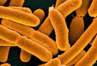 Dünyanın en sentetik yaşam formu yaratıldı