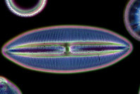 25 yıllık gizem çözüldü: İşte Güney Okyanusu'ndaki tuhaf parlamanın nedeni