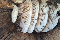 Hasat başladı: Kilosu 3 bin 500 TL