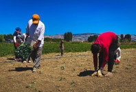 İsyan etti: Bizim ürünümüz tarlada 10 TL, markette 40 TL