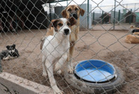 3 şehirde sahipsiz hayvanlar için koruma birliği kurulacak