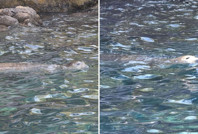 Fethiye’de sürpriz misafir: Nesli tükenme tehlikesindeki Akdeniz foku kamerada