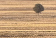 Şırnak'ta bir kişi ağaca asılı şekilde ölü bulundu
