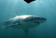 Köpek balığı sörfçüyü öldürdü