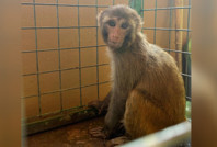 Şiddet gören maymun korumaya alındı