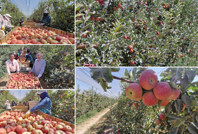 Zirai donun vurduğu kentte elma hasadı buruk başladı