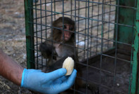 Şiddet gören maymun kurtarıldı