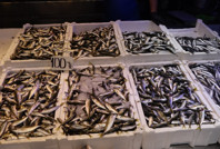 Tezgahlar istavritle doldu: İşte istavrit, mezgit, hamsi ve palamut fiyatı...