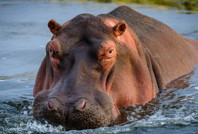 Su aygırı tekneyi devirdi: 11 kişi kayıp