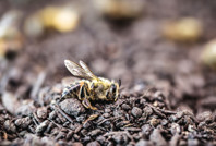 Bilim dünyası ikiye bölündü: Altıncı kitlesel yok oluşun ortasında mıyız?