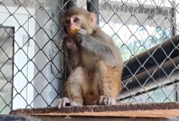 Şiddet mağduru maymun devlet korumasına alındı