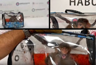 Sınır kapısında yakalandı, böyle sergilendi