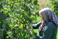 Karadeniz değil Adana: Torosların eteğinde fındık hasadı