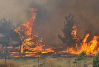 Bursa’da orman yangını