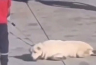 İGA'dan havalimanında köpeğe eziyet açıklaması