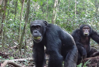 Şempanzeler her gün iki kokteyle eşdeğer alkol tüketiyor
