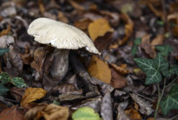 Mantarı yedi, yoğun bakıma kaldırıldı