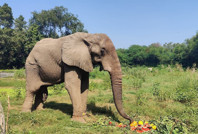 24 yıllık esaret: Dünyanın en yalnız fili öldü