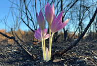 Alevlerin ardından yükselen umut