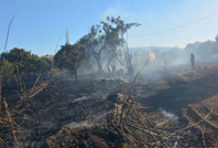 Tarım arazisindeki yangın, zeytin ağaçlarını yaktı
