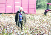 Kuraklık pamuğu vurdu