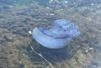 Marmara’da müsilaj yeniden başladı: Balıkçılar çaresiz