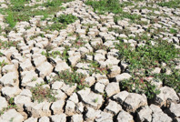 240 gölün 186'sı kurudu