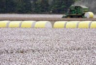 '40 liranın altı pamuk üreticisinin sonu olur'