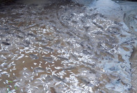 Selin vurduğu tesiste alabalıkların 'oksijen' mücadelesi