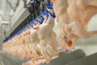 Tavuk eti üreticilerine ceza yağdı