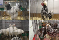 Güzellik yarışmasında dereceye giren horoz ve tavuklar belli oldu