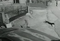 Yavru köpeğe dehşeti yaşattı, vatandaşlara küfür etti