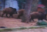 Aç kalan yaban domuzları şehre indi