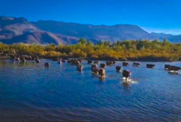 Su seviyesi iyice düştü: Eskiden köprüyü kullanırlardı, şimdi yürüyorlar