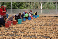 Tarlada milyonlarca dolarlık kayıp