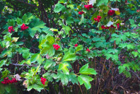 Kendi kendine yetişip şifa dağıtıyor: Gilamuru dalında kurudu, fiyatı uçtu