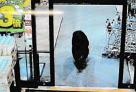 Ayı markete girdi: 2 kişi yaralandı