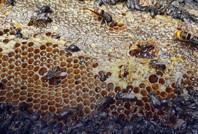 10 kovan kundaklandı, yarım milyon arı öldü