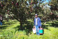 Hasat başladı: 100 milyon TL gelir bekleniyor