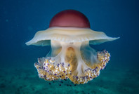 Marmara Denizi'nin filtresi artıyor: Bebek pinaların sayısı 10'a çıktı