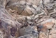 Ormanların hayaleti kamerada