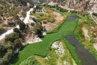 Asi Nehri'ni su sümbülleri kapladı