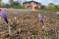 “Dünyanın en pahalı baharatı” erken açtı! Kilosu 450 bin TL’den satılacak