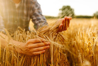 Buğday fiyatında sert düşüş