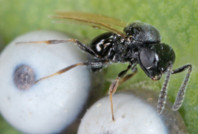 Çanakkale'de kahverengi kokarca ile samuray arıları savaşacak