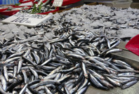 Hamsi için tehlike çanları