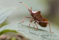 Tarımda kokarca afeti